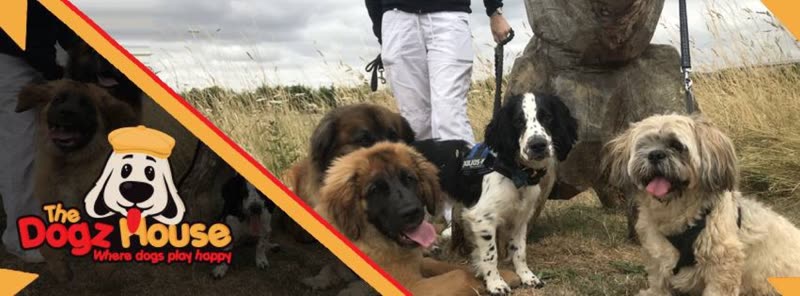 Five dogs of mixed breeds standing together on a grassy hilltop