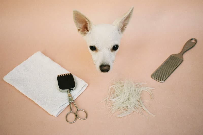 Clippers, brush, comb and towel laid out after a groom