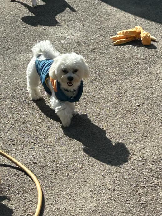 A small freshly groomed white bichon-type dog in a blue harness trotting up a sunlit driveway