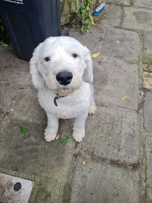 A white curly-coated doodle sitting on a patio, freshly trimmed, looking up at the camera