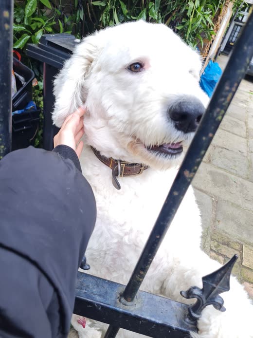 A groomer's hand resting on the head of a large white sheepdog-type dog, its face freshly clipped
