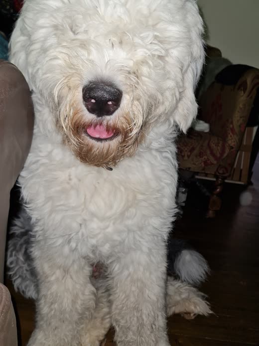 A large shaggy cream sheepdog indoors, tongue out, coat full and fluffy after grooming