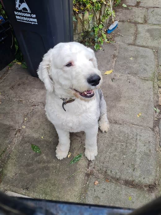 A white doodle on a patio, mouth open and panting after its groom